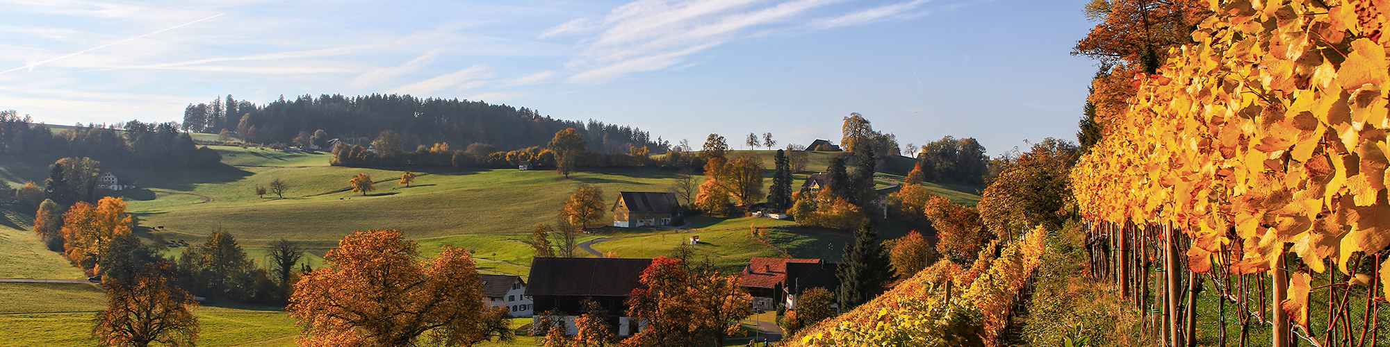 vignes-automne