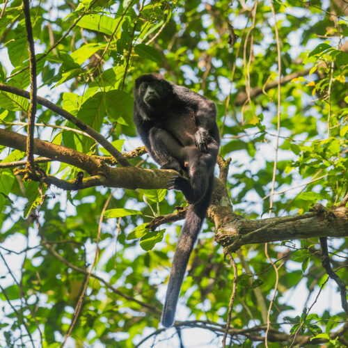 Gamboa Singe dans la jungle du Panama – découverte de la faune locale