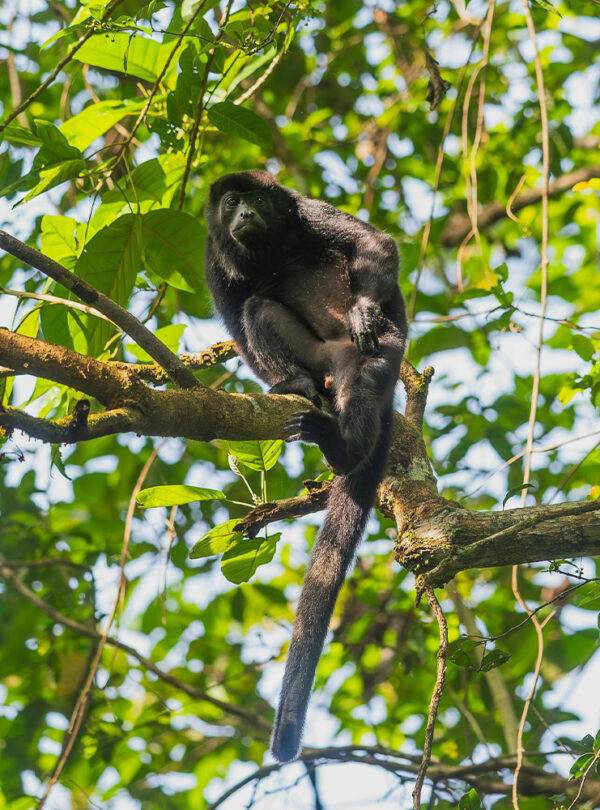 Gamboa Singe dans la jungle du Panama – découverte de la faune locale