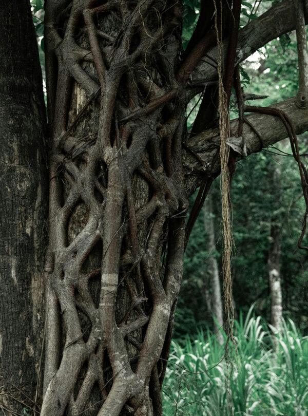 La Chorrera Forêt tropicale du Panama – excursion nature en groupe