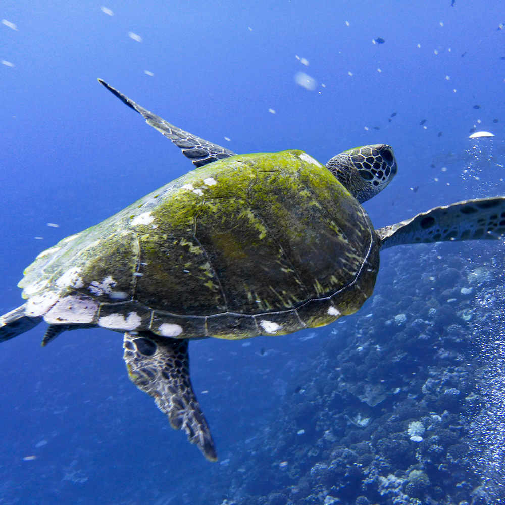 Séjour en Polynésie française - Moorea & Tahiti – Image 7